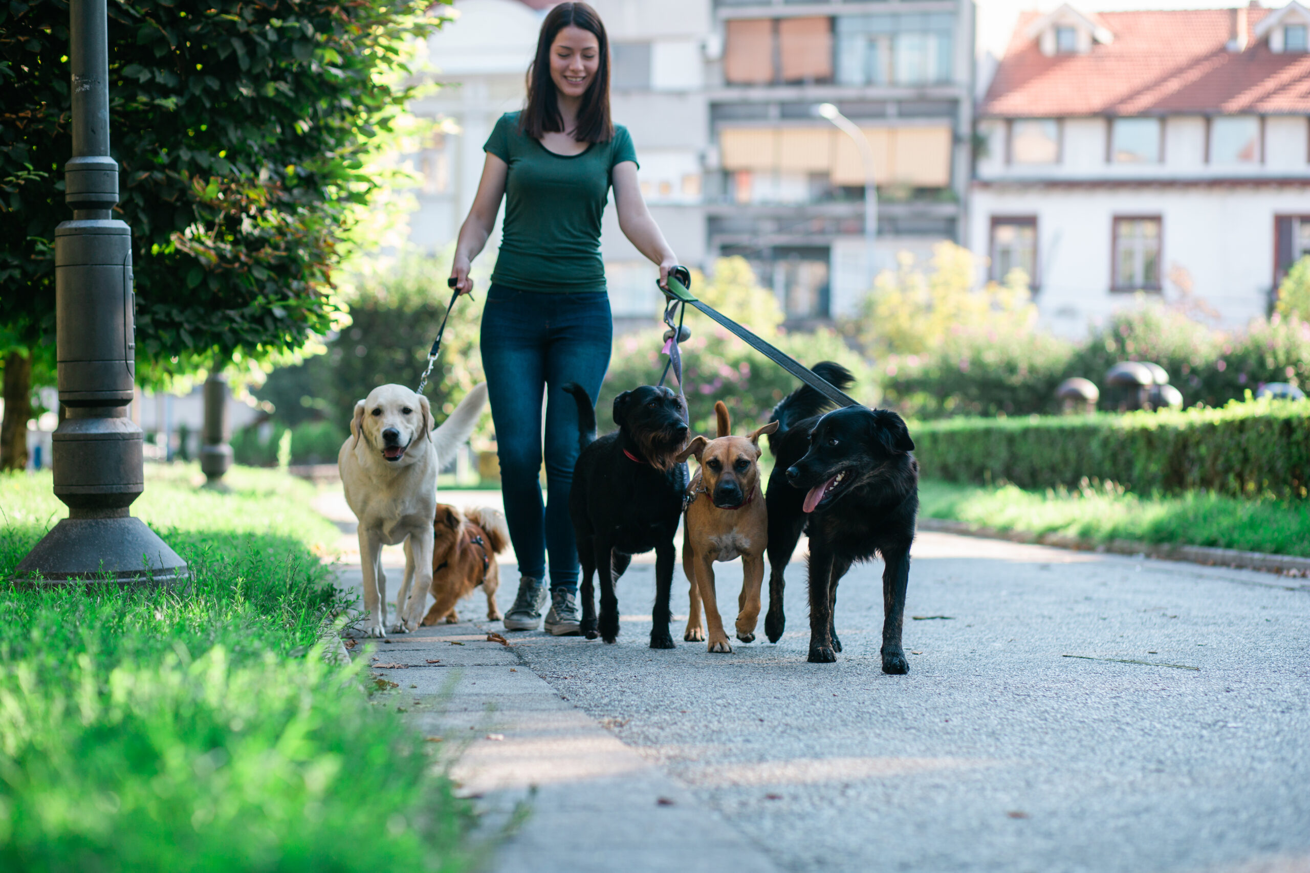 woman walking dogs